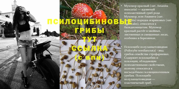 стаф Аркадак